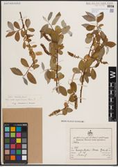 Foto von Salix excelsa S. G. Gmel.